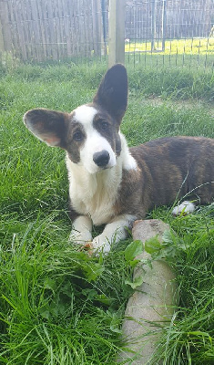 Les chiots de Welsh Corgi Cardigan