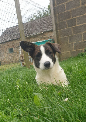 Les chiots de Welsh Corgi Cardigan