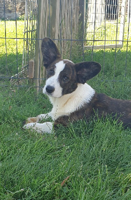 Les chiots de Welsh Corgi Cardigan