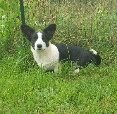 Les chiots de Welsh Corgi Cardigan