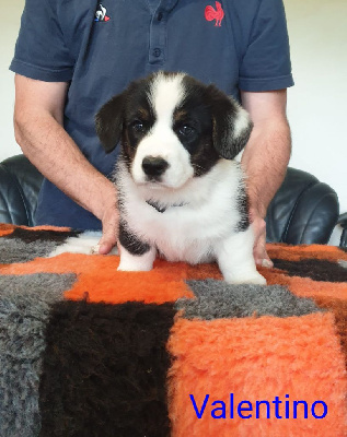 Les chiots de Welsh Corgi Cardigan