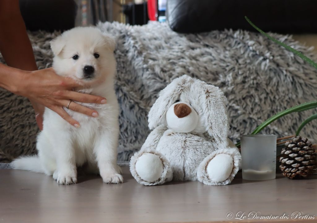 CHIOT 8 - Berger Blanc Suisse