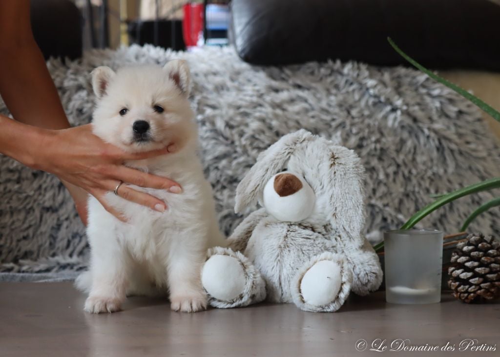 CHIOT 1 - Berger Blanc Suisse