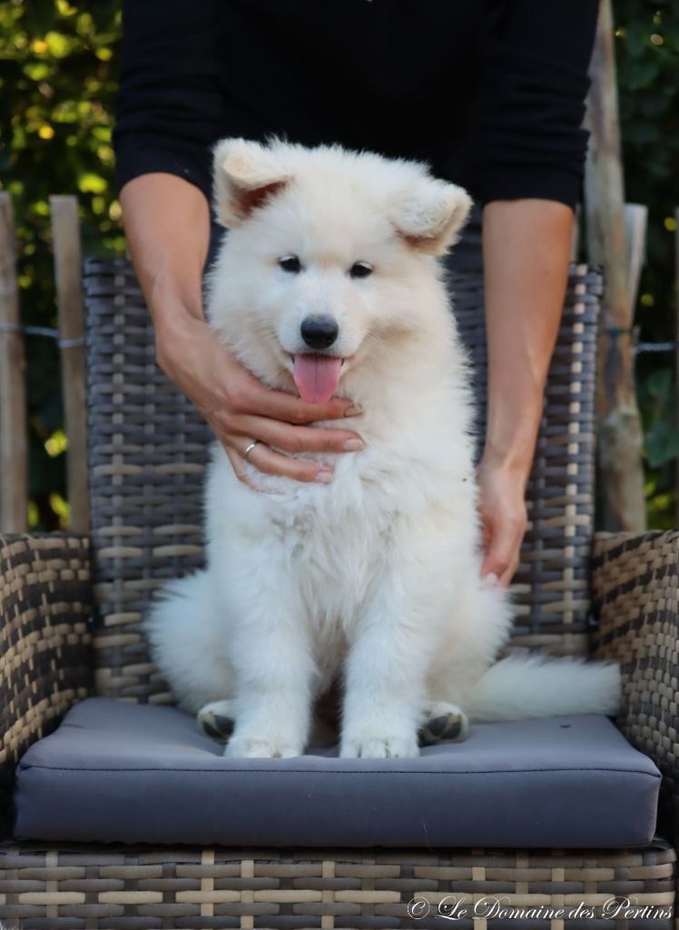 CHIOT 3 - Berger Blanc Suisse