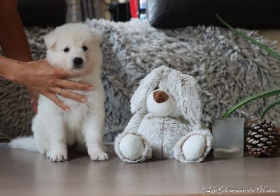 Les chiots de Berger Blanc Suisse