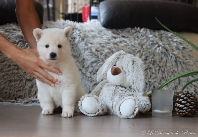 Les chiots de Berger Blanc Suisse