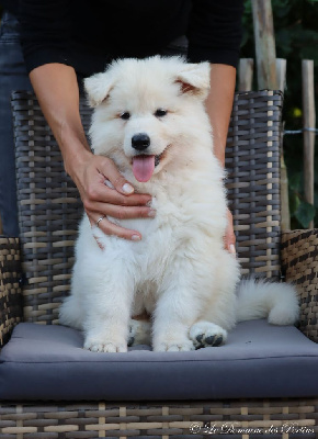 Les chiots de Berger Blanc Suisse