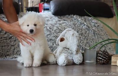 Les chiots de Berger Blanc Suisse