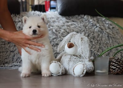 Les chiots de Berger Blanc Suisse