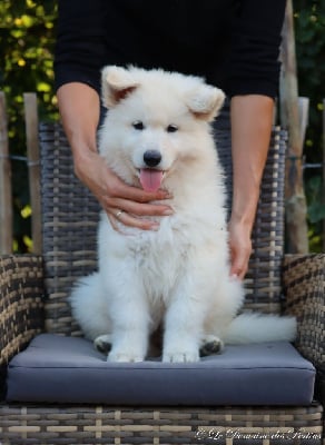 CHIOT 3 - Berger Blanc Suisse