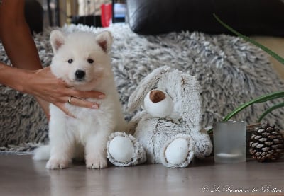 Les chiots de Berger Blanc Suisse