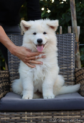 Les chiots de Berger Blanc Suisse