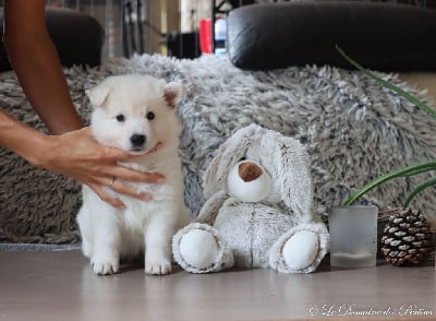 Les chiots de Berger Blanc Suisse