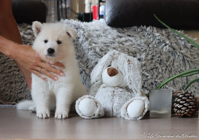 Les chiots de Berger Blanc Suisse