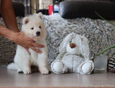 Les chiots de Berger Blanc Suisse