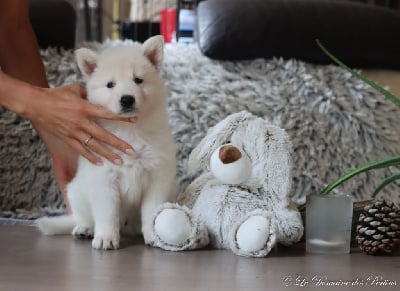 Les chiots de Berger Blanc Suisse