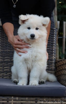 Les chiots de Berger Blanc Suisse