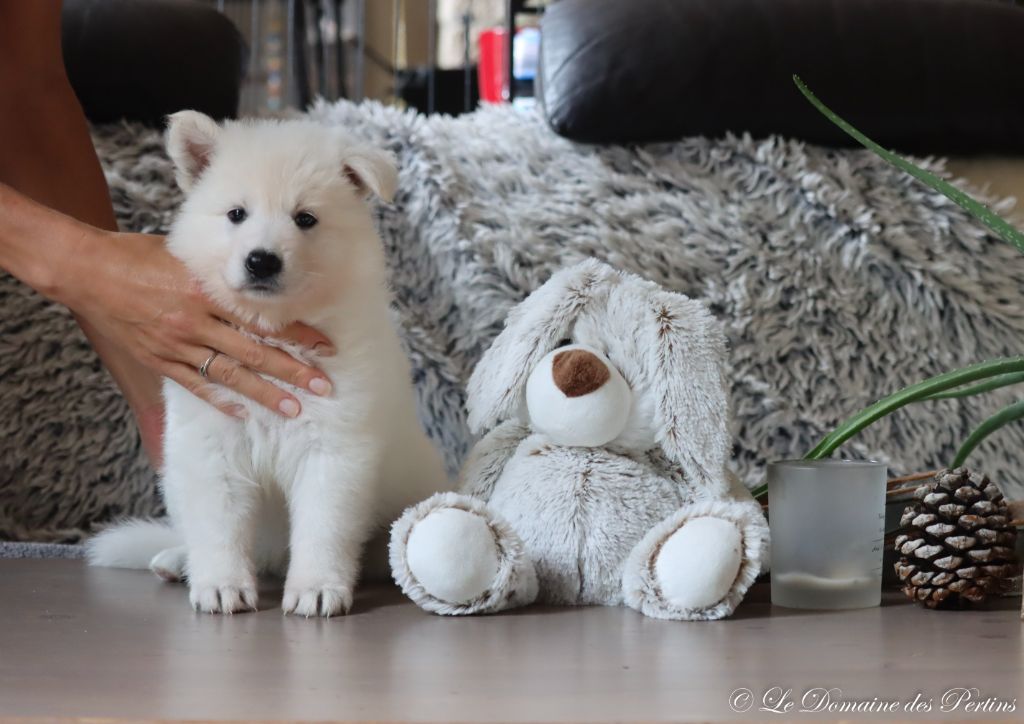 CHIOT 6 - Berger Blanc Suisse