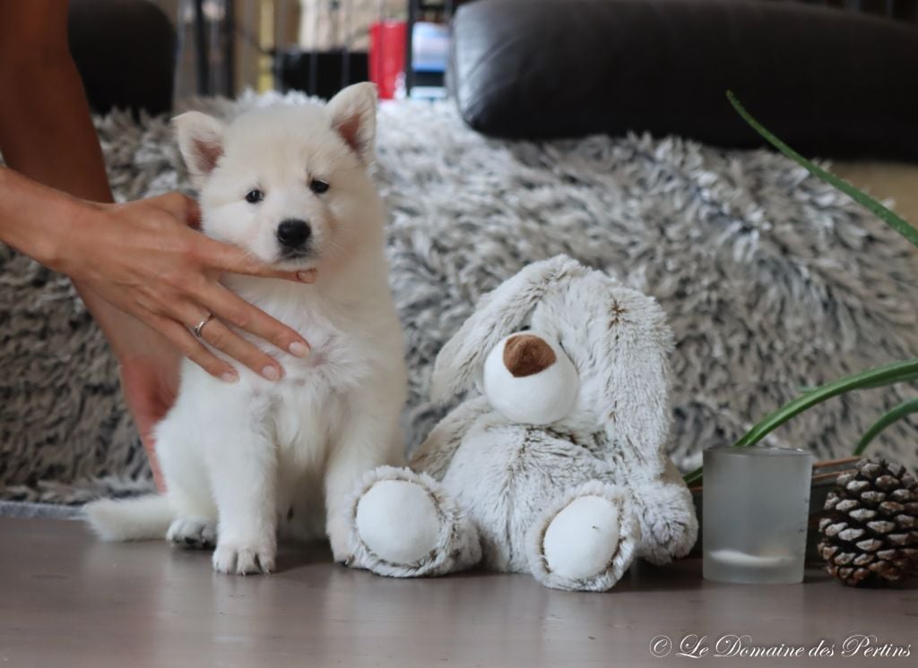 CHIOT 2 - Berger Blanc Suisse