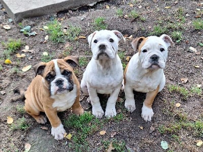 Les chiots de Bulldog continental