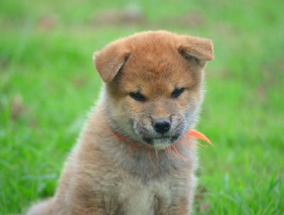 Les chiots de Shiba