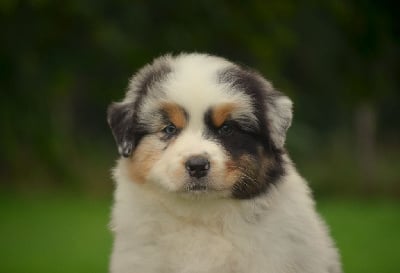 Les chiots de Berger Australien