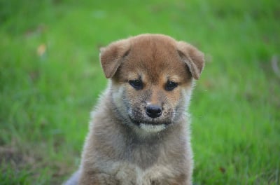 Les chiots de Shiba