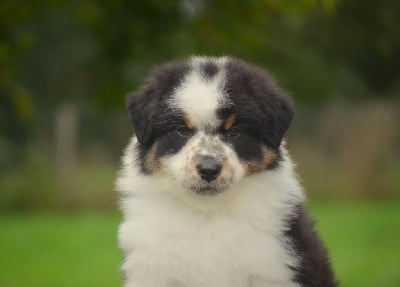 Les chiots de Berger Australien