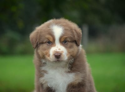 Les chiots de Berger Australien