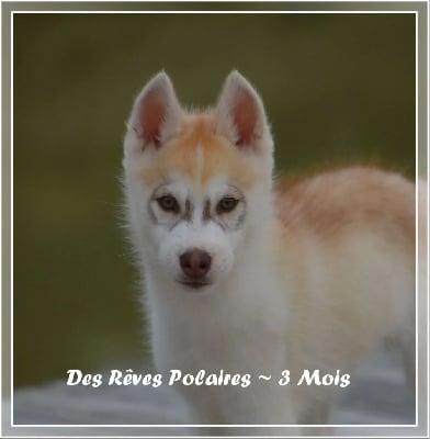 Les chiots de Siberian Husky