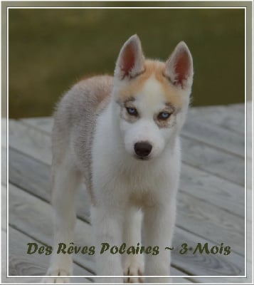 Volga Des Rêves Polaires - Siberian Husky