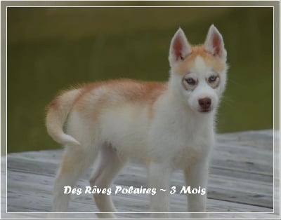 Les chiots de Siberian Husky