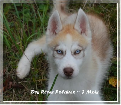 Verdi des Rêves Polaires - Siberian Husky