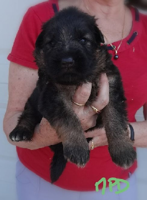 Les chiots de Berger Allemand