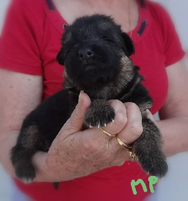 Les chiots de Berger Allemand