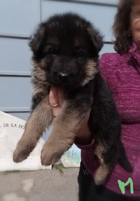 Les chiots de Berger Allemand