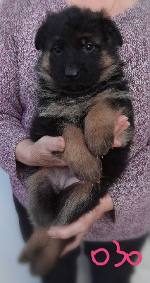 Les chiots de Berger Allemand