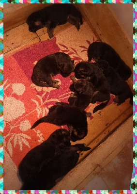 Les chiots de Berger Allemand