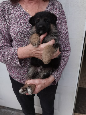 Les chiots de Berger Allemand