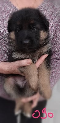 Les chiots de Berger Allemand