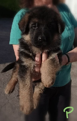 Les chiots de Berger Allemand