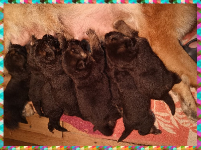 Les chiots de Berger Allemand