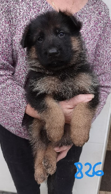 Les chiots de Berger Allemand