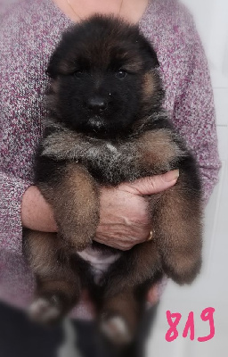 Les chiots de Berger Allemand