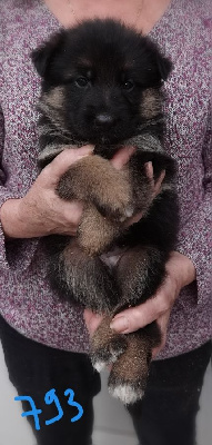 Les chiots de Berger Allemand