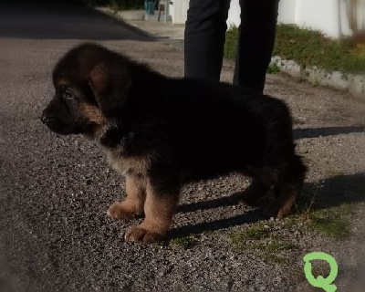 Les chiots de Berger Allemand