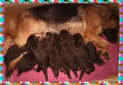 Les chiots de Berger Allemand