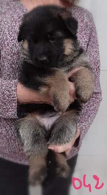 Les chiots de Berger Allemand