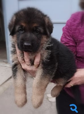 CHIOT - Berger Allemand