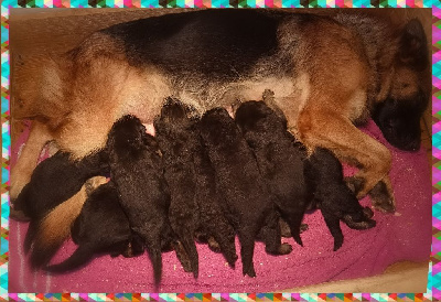 Les chiots de Berger Allemand